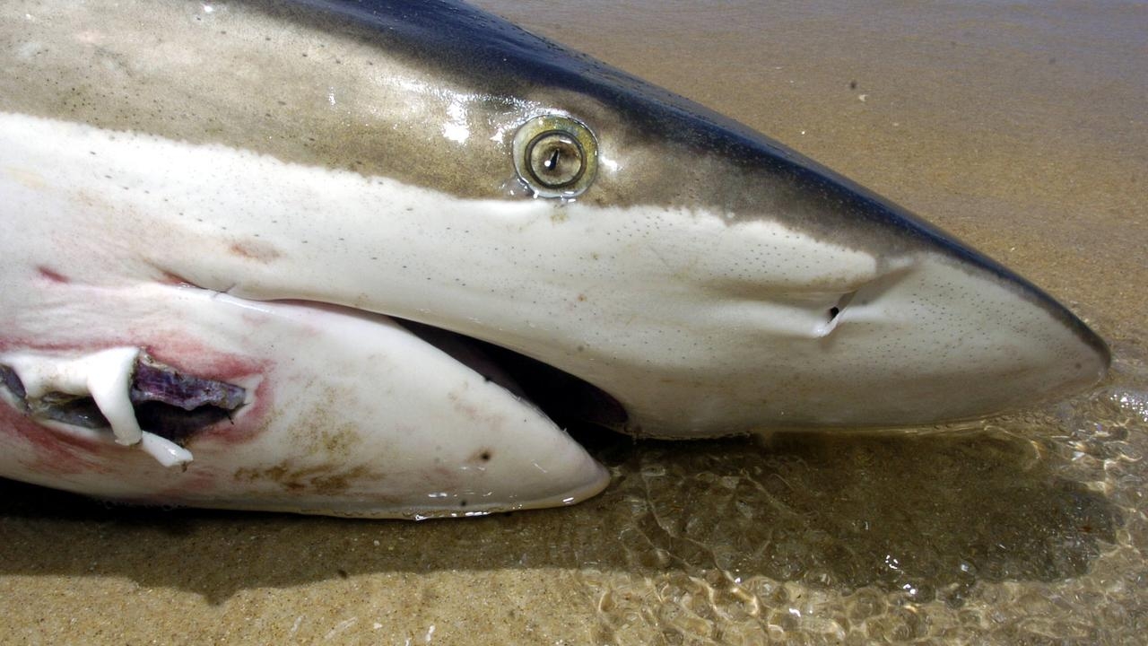 ‘Toxic' waters behind the surge of shark attacks in Adelaide, SA