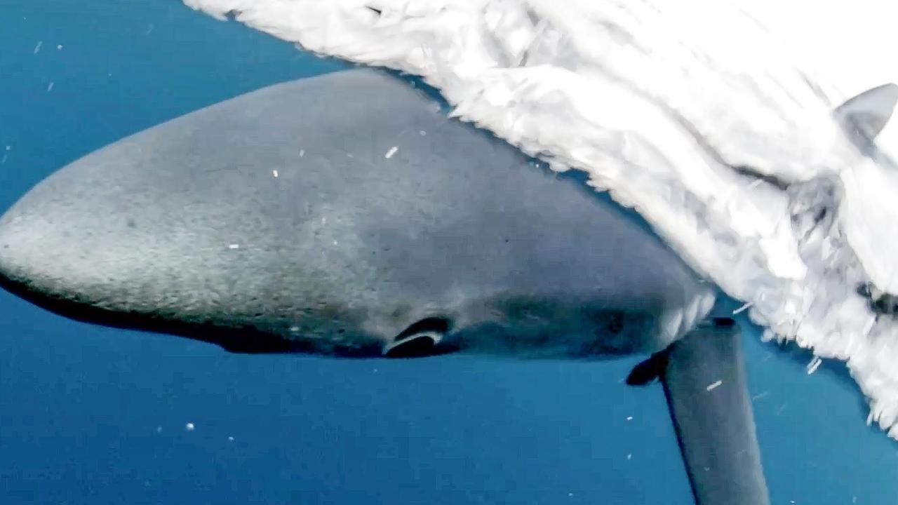 Man bitten by shark at Port Noarlunga in South Australia