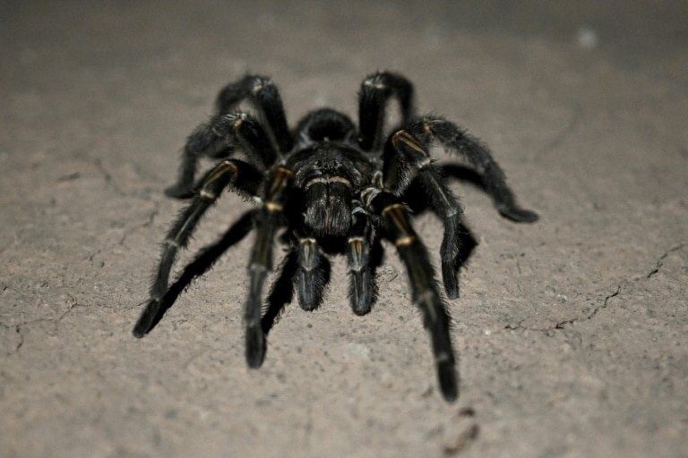 Creepy find: German customs net tarantulas in cookie shipment
