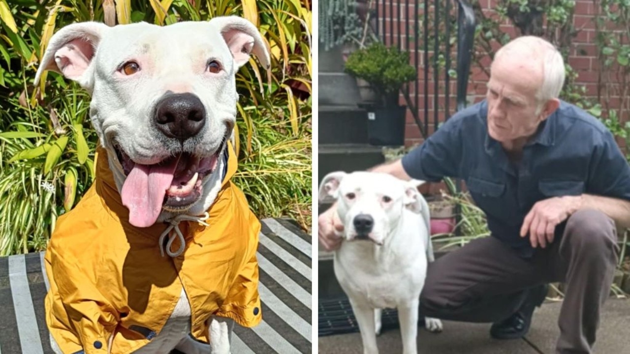 Distressing moment dog stolen from dad on walk by group of youths