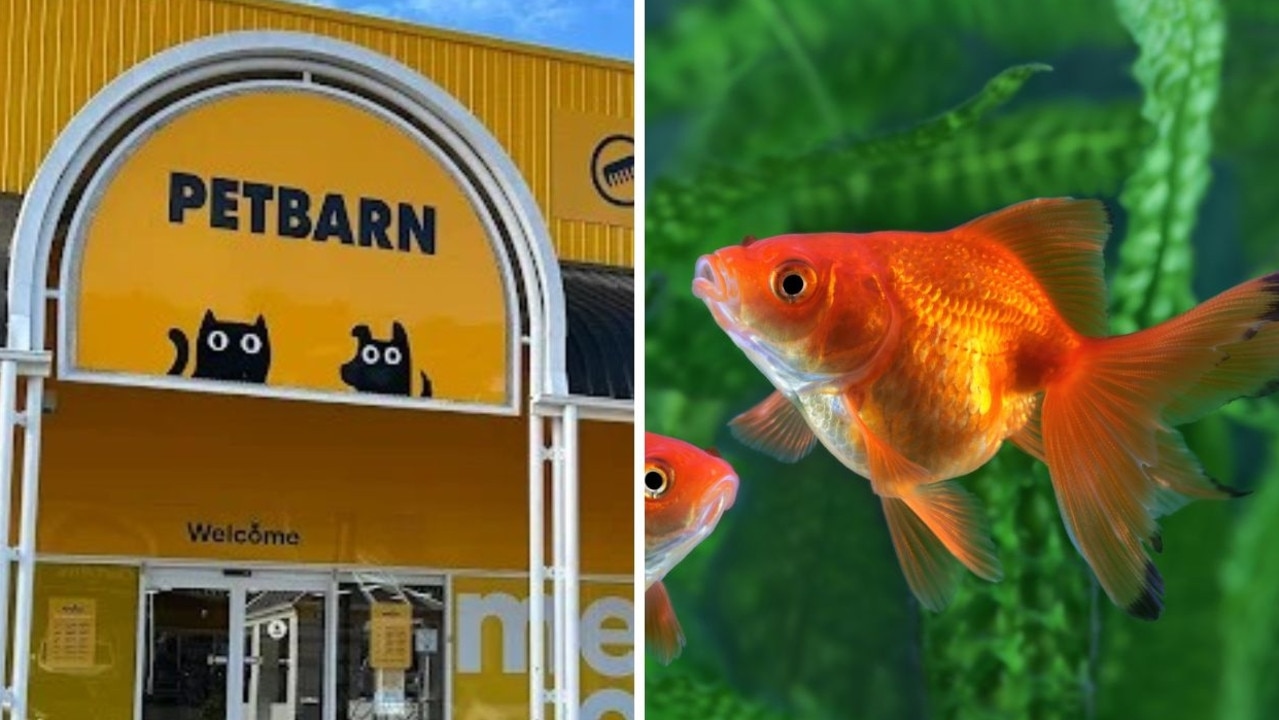 Aussie man charged after allegedly eating live fish in Petbarn
