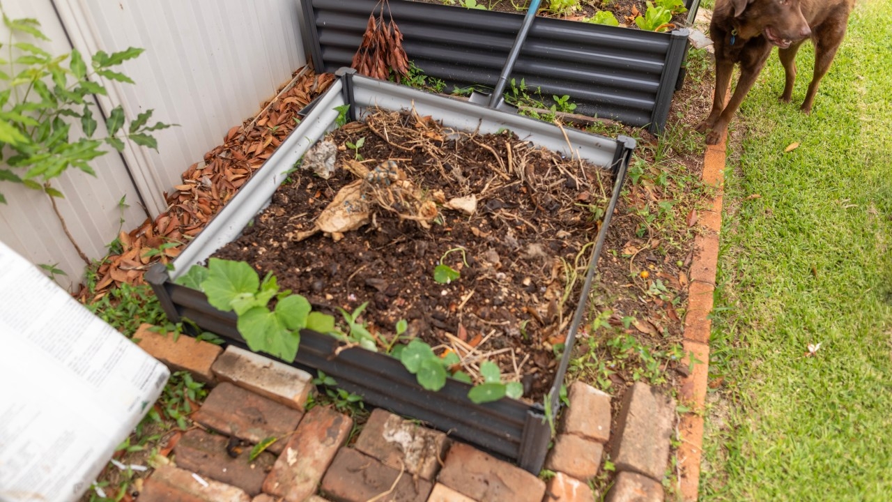 Health officials warn of death cap mushroom risk in Victorian home gardens as wet, cool autumn fuels growth