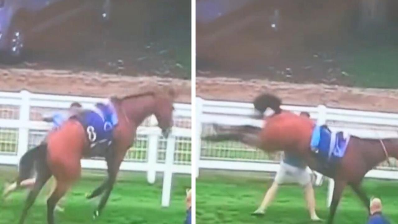 Chaos as $4 million horse loses mind and kicks out at handler