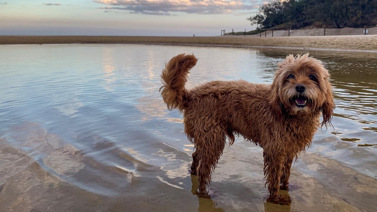 Residents voice outrage over Sunshine Coast Council's controversial proposal to ban off-leash dogs from popular beach