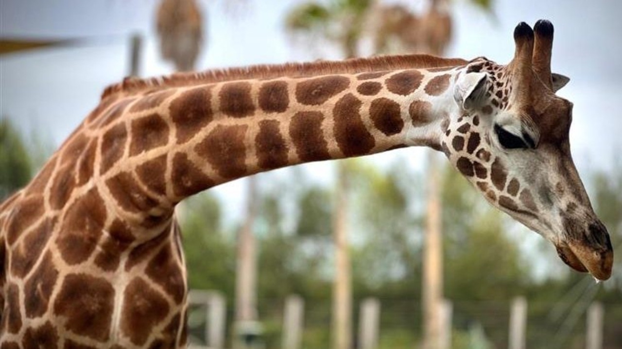 ‘Incredibly heartbreaking': Sydney Zoo giraffe and unborn calf die suddenly