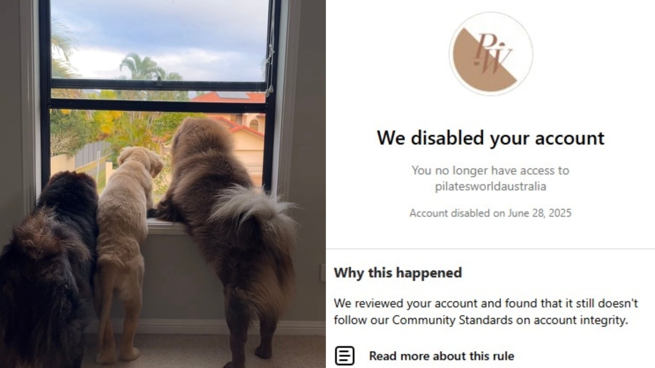 Meta falsely accuses Gold Coast business owner of child exploitation and suspends her accounts after she posted a video of her dogs