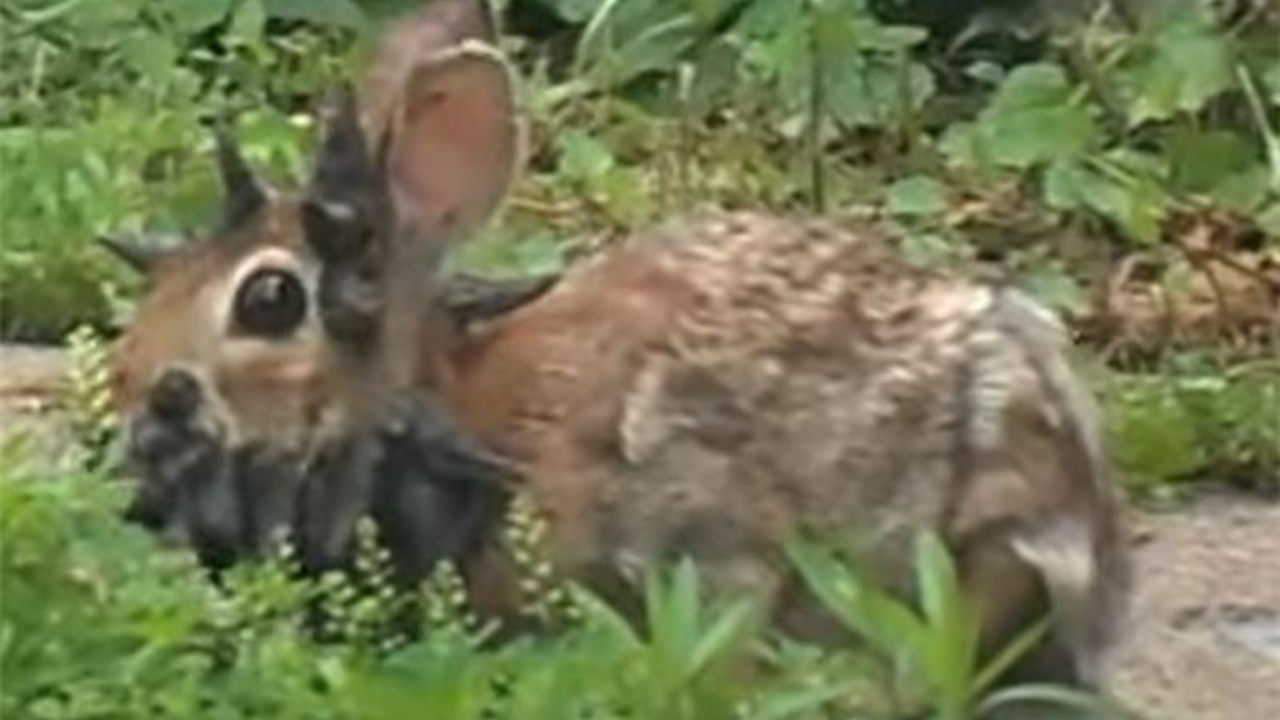 ‘Frankenstein' rabbits with horrifying spikes growing from their heads are invading the US - and experts warn to stay away