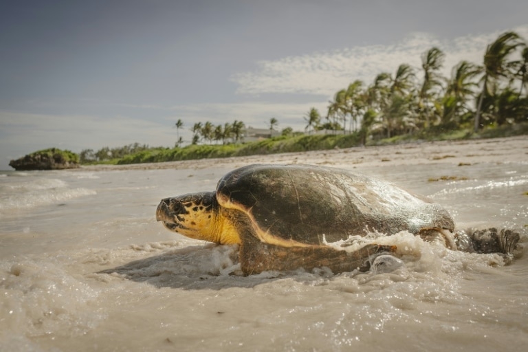 World leaders head to France for UN summit on ocean threats