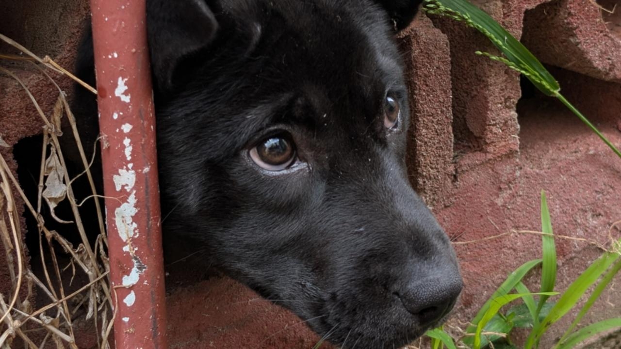 Hero firefighters free trapped puppy Lulu from Sydney home