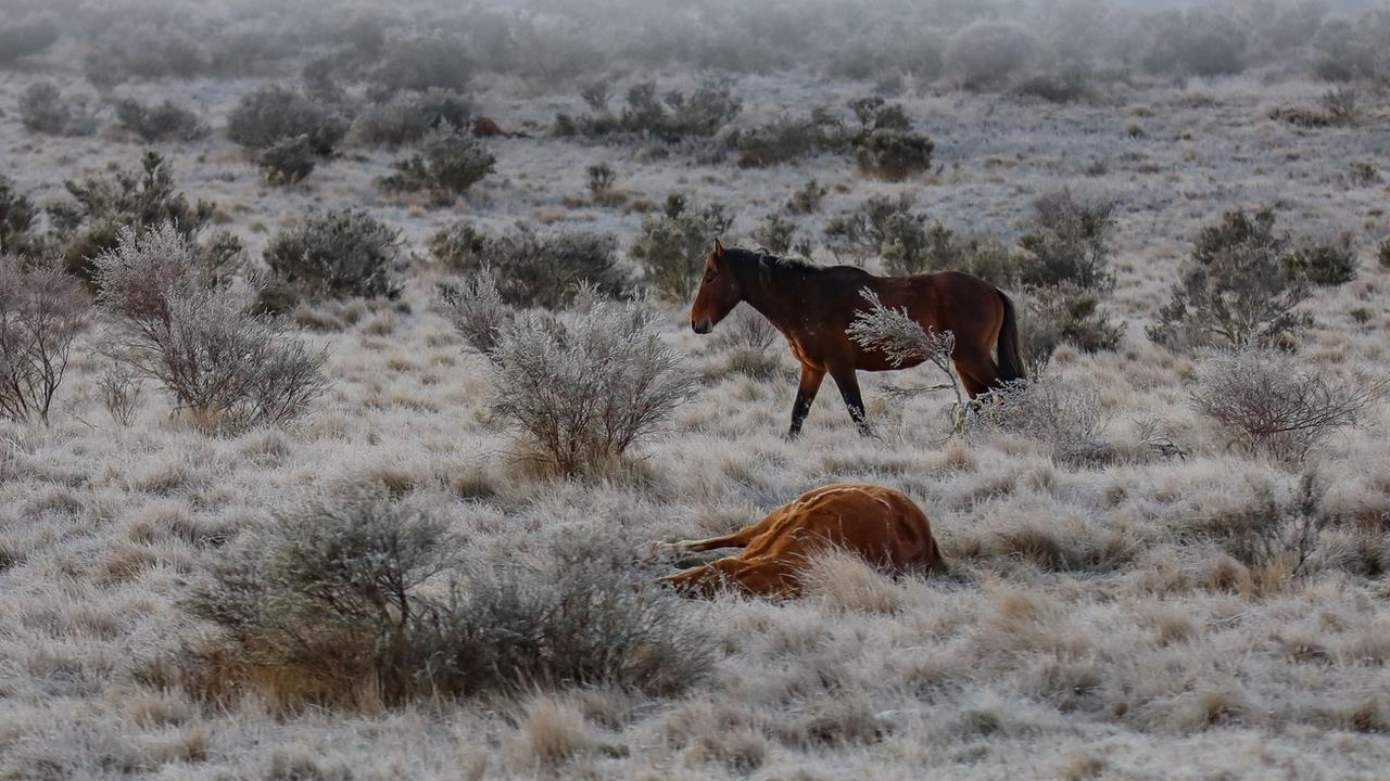 NSW brumby population plummets to 1500 in ‘turning point' for famed Snowy Mountains