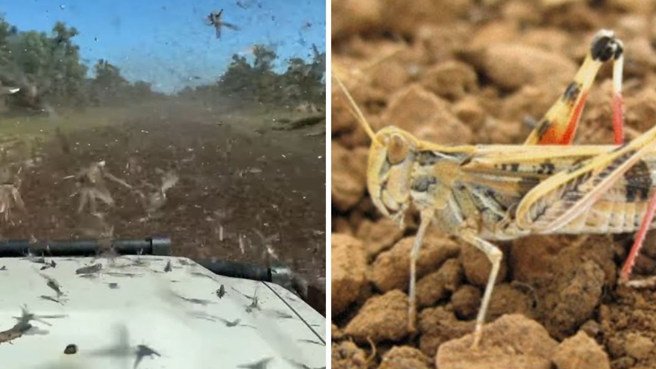 ‘Biblical' swarm of grasshoppers descends on Queensland road
