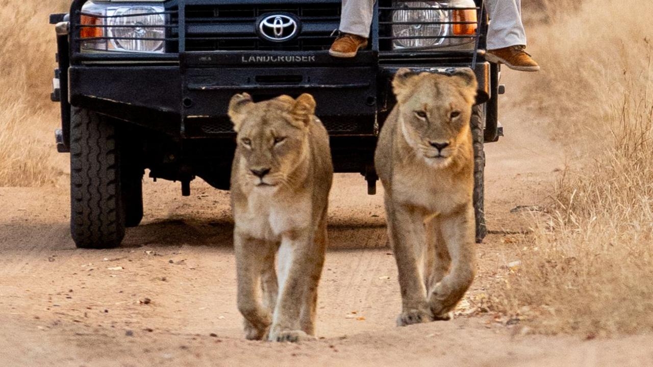 Aussie National Geographic photographer to host intimate safari tour
