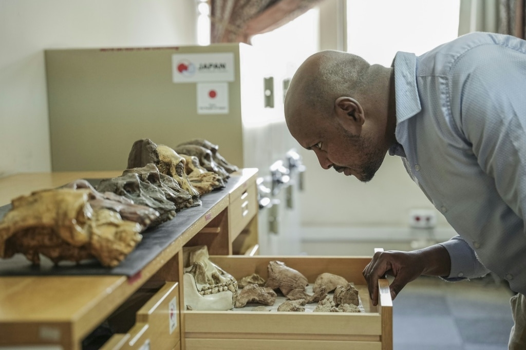 New T-Rex ancestor discovered in drawers of Mongolian institute