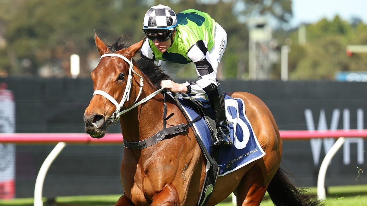 Triple Group 1 winner Zougotcha sold for $5.25m at 2025 Magic Millions National Broodmare Sale