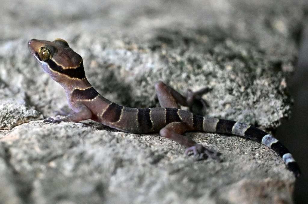 New species teem in Cambodia's threatened karst
