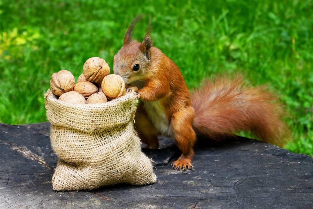 Health Check: Impedimed says ‘nuts' to tariffs as it squirrels away components