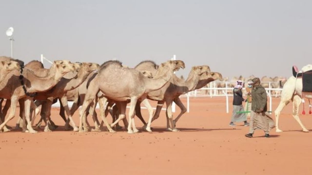 نادي الإبل ينفي مزاعم سفر الدغيلبي بشأن فعالية 'حنا لها'