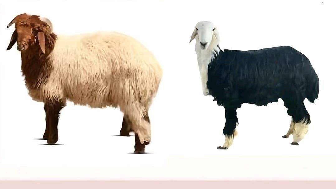 أيهما أفضل النجدي أو النعيمي؟