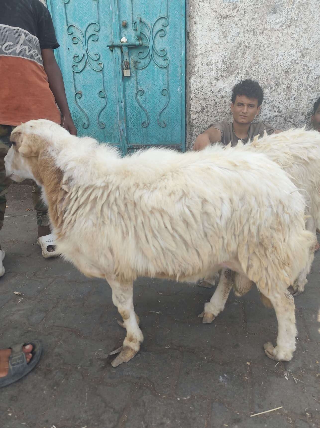 عرض كبش للبيع بسعر خرافي بعدن تزامنا مع اقتراب عيد الاضحى(صورة)