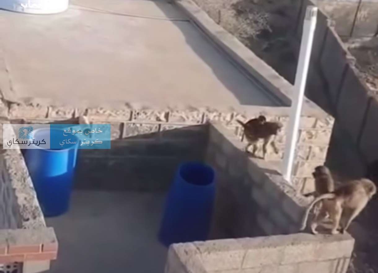 مجموعة من القرود تغزو منطقة في لحج(صورة)
