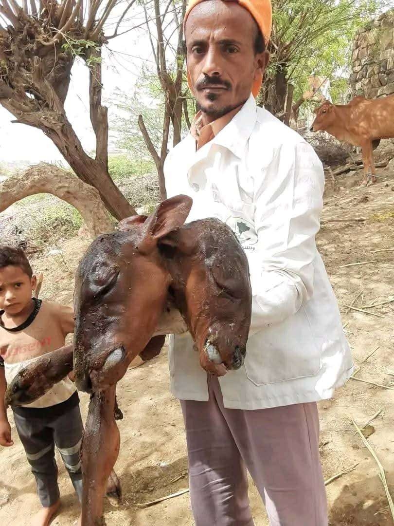 في حالة نادرة.. ولادة عجل برأسين في أسلم