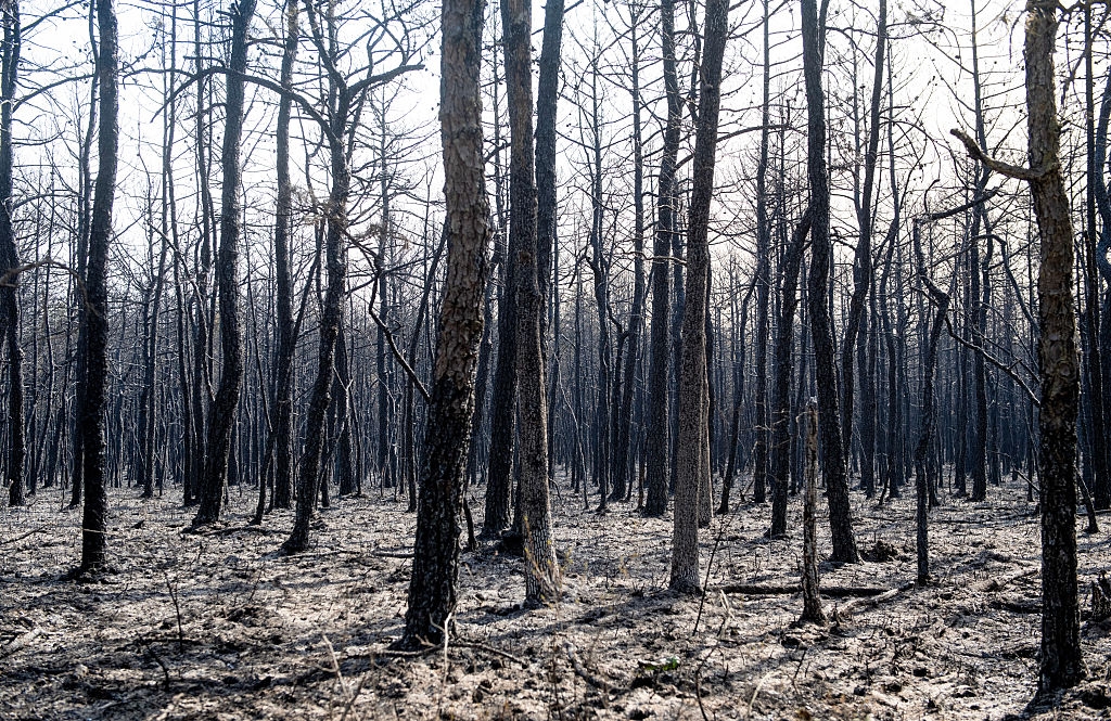 Massive New Jersey Wildfire Devastates 8,500 Acres, Threatens Wildlife and Communities Amid Historic Drought