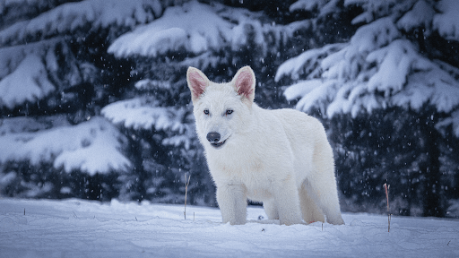 Colossal's Dire Wolf De-Extinction: The Science Behind the Breakthrough