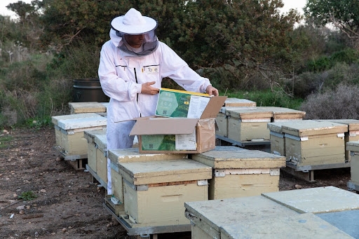Saving the Hive: ToBe Leads Fight Against the Global Bee Crisis