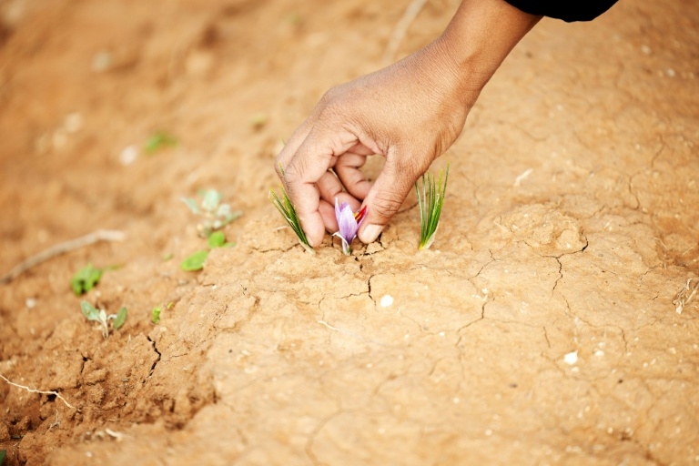 New To South Africa, Saffron Holds Promise