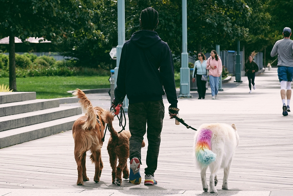 The Surprising Rise of Dog Walking As A Gen Z Career