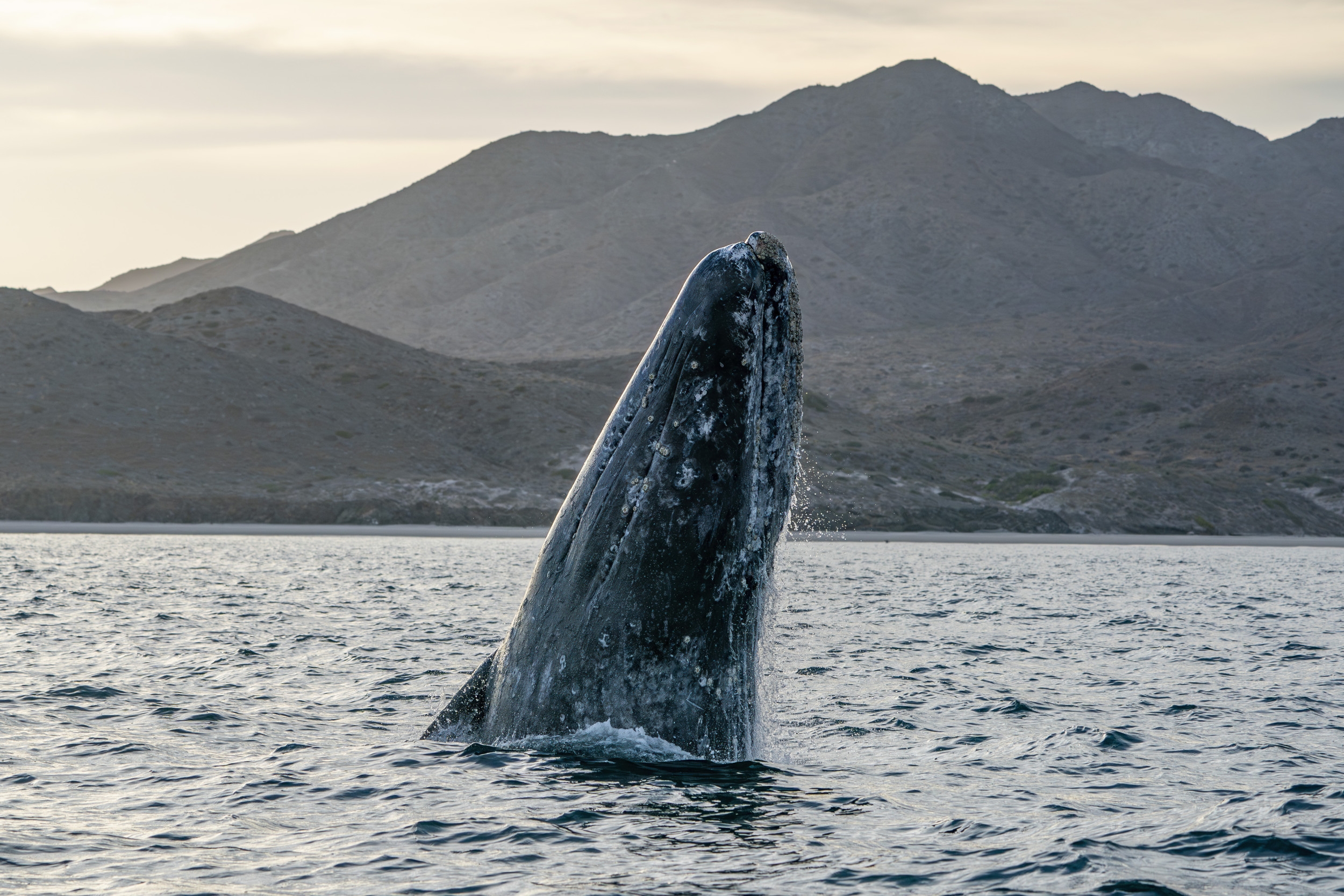 Cluster of Whale Deaths in California Raise Concerns: 'Quite Unusual'