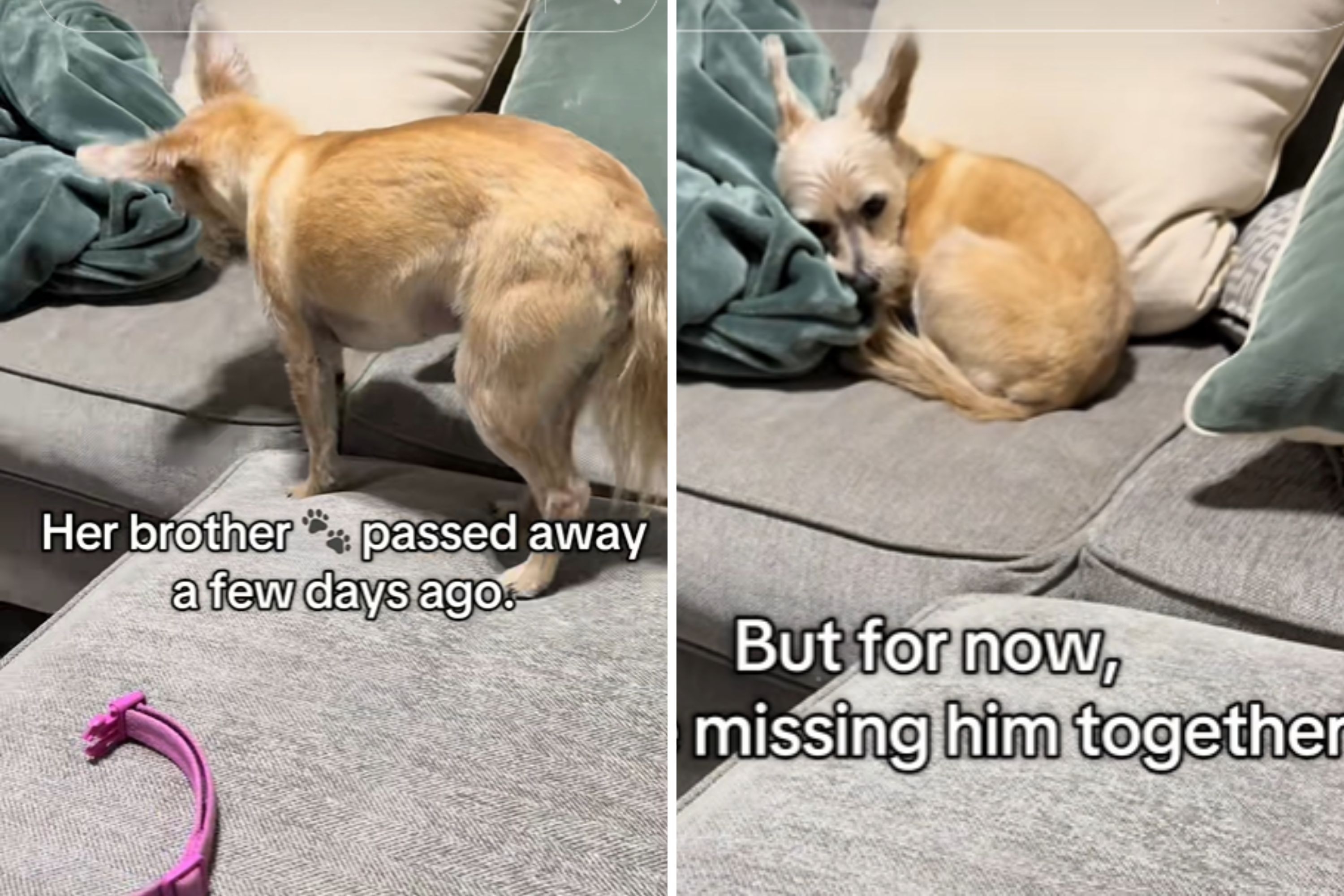 Hearts Break as Dog Circles Couch 'Looking for Her Brother' Who Died