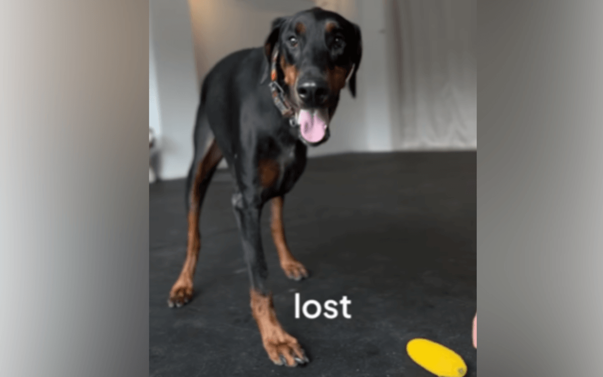 Dog Cried 'Constantly' After Losing Leg To Cancer, Then Everything Changed