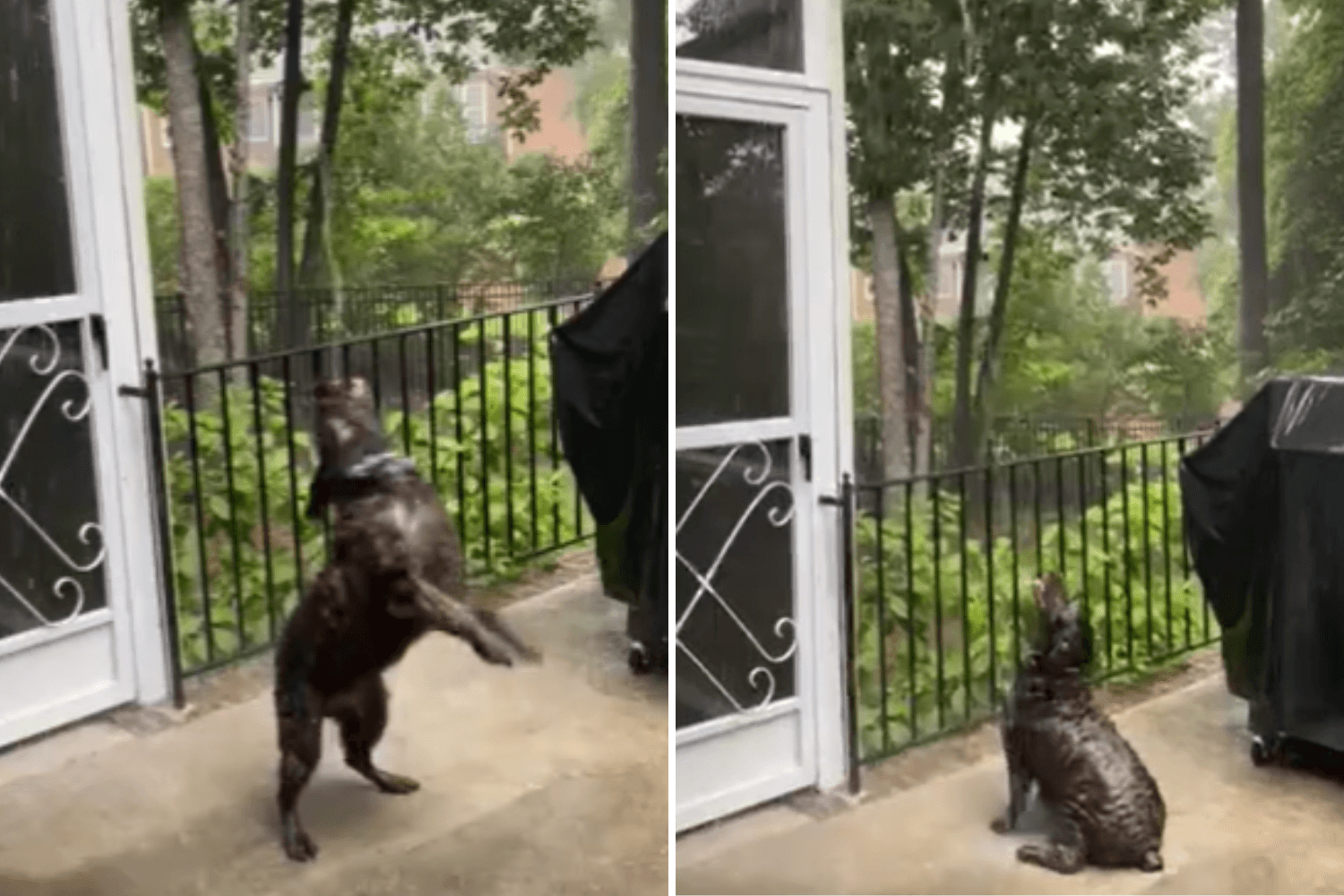 Dog Who Has Unexpected Reaction to the Rain Wins Pet of the Week