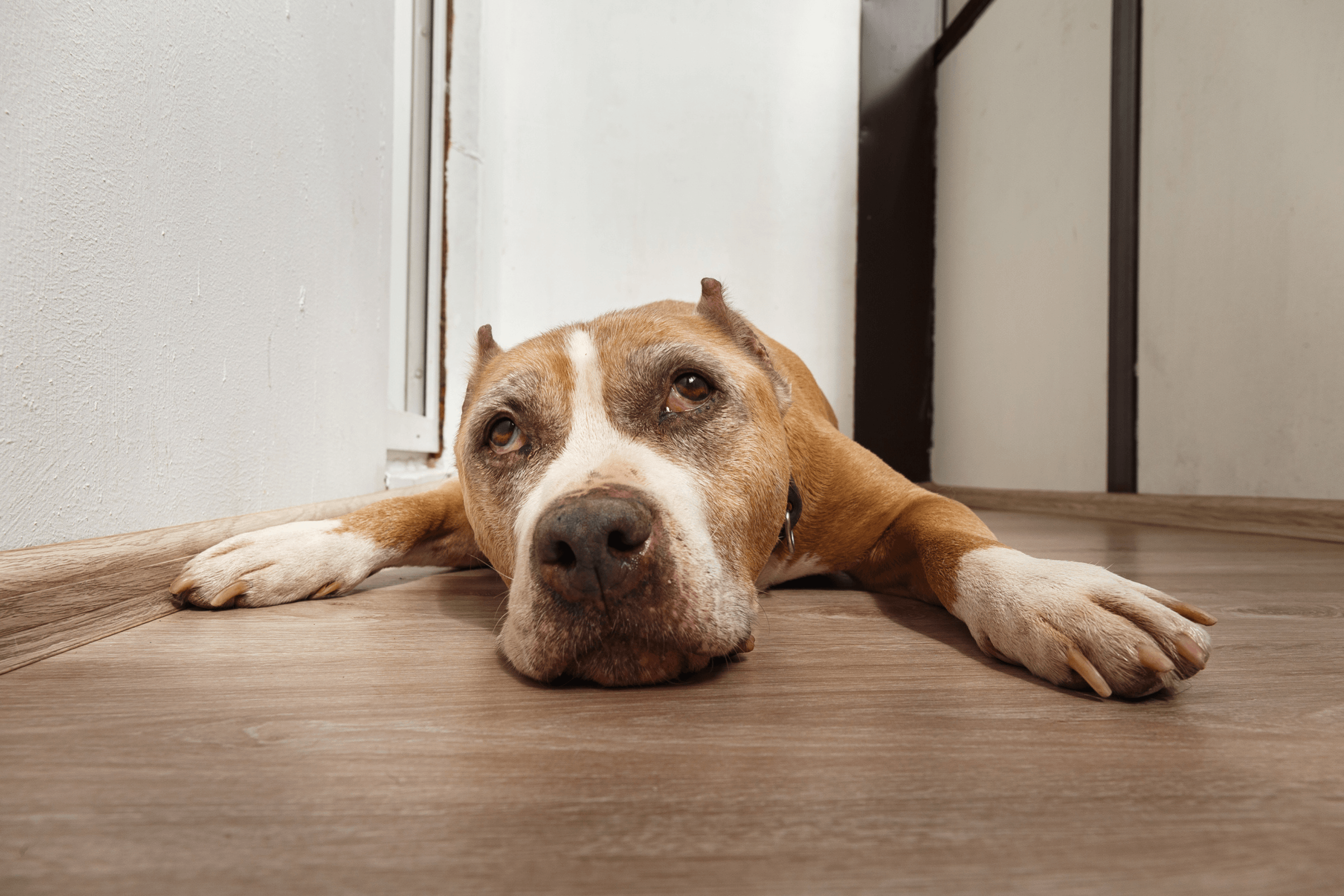 Hearts Break as Dumped Pregnant Dog Loses Friends to Animal Control
