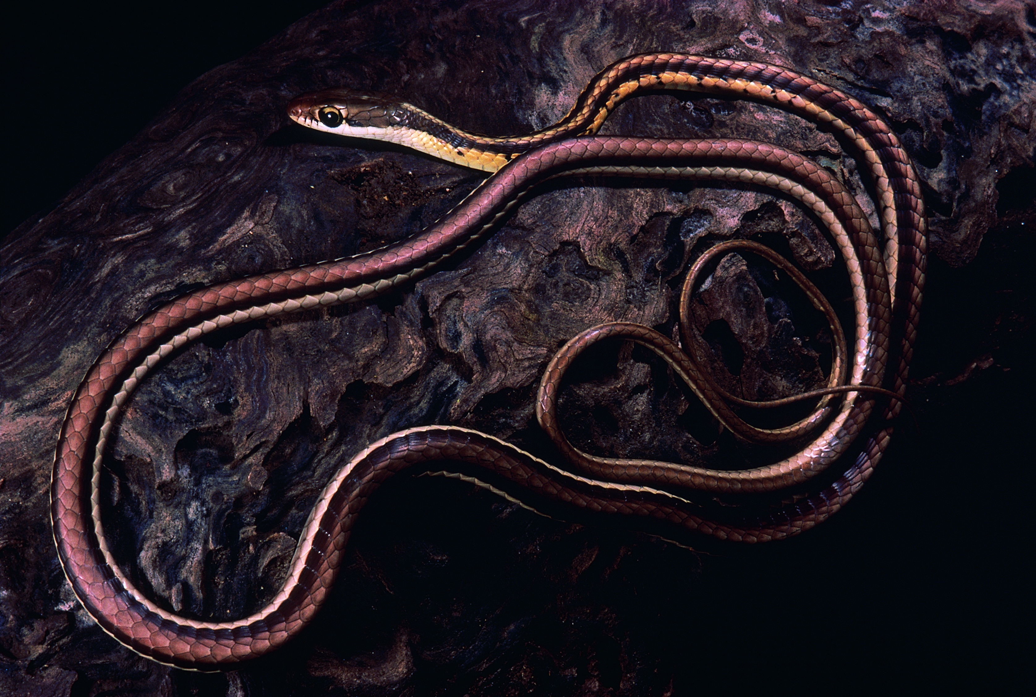 Scientists Find Shadowy Beast With Large Black Eyes—It's a New Species