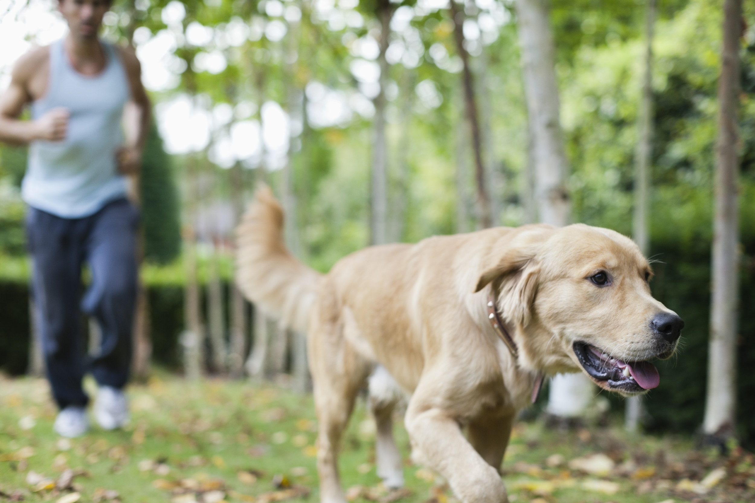 Which Dog Breed Best Fits Your Lifestyle? Here's What the Experts Say