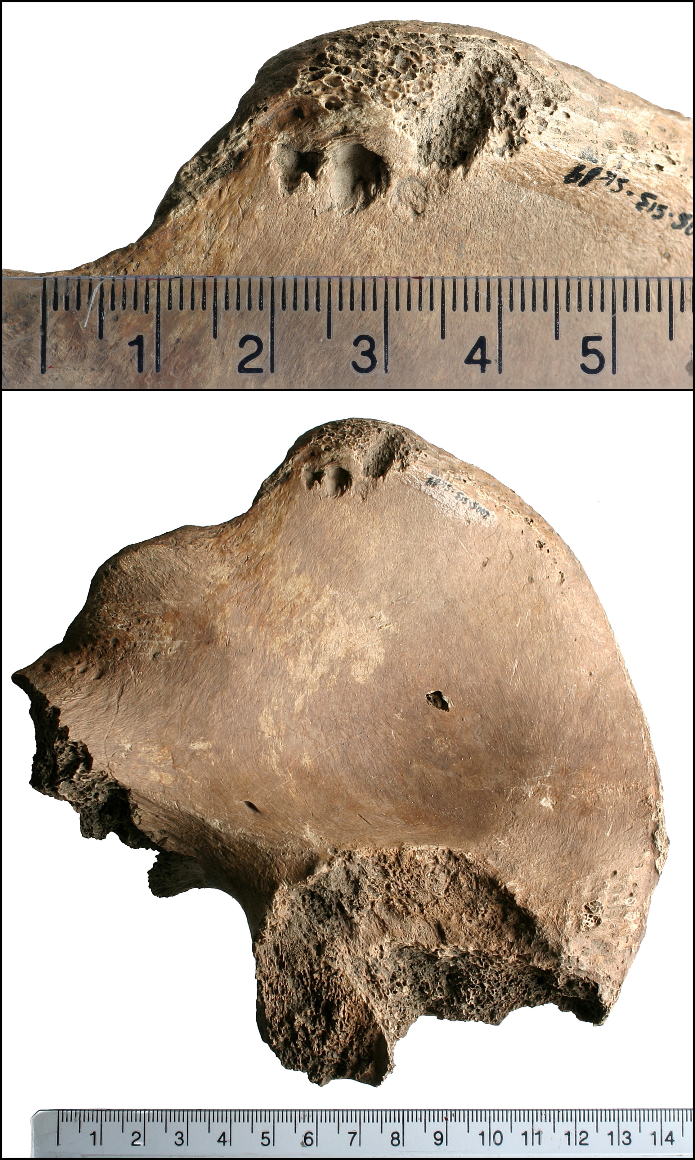 Archaeologists Reveal Gladiator Attacked by Lion in Roman 'Spectacle'