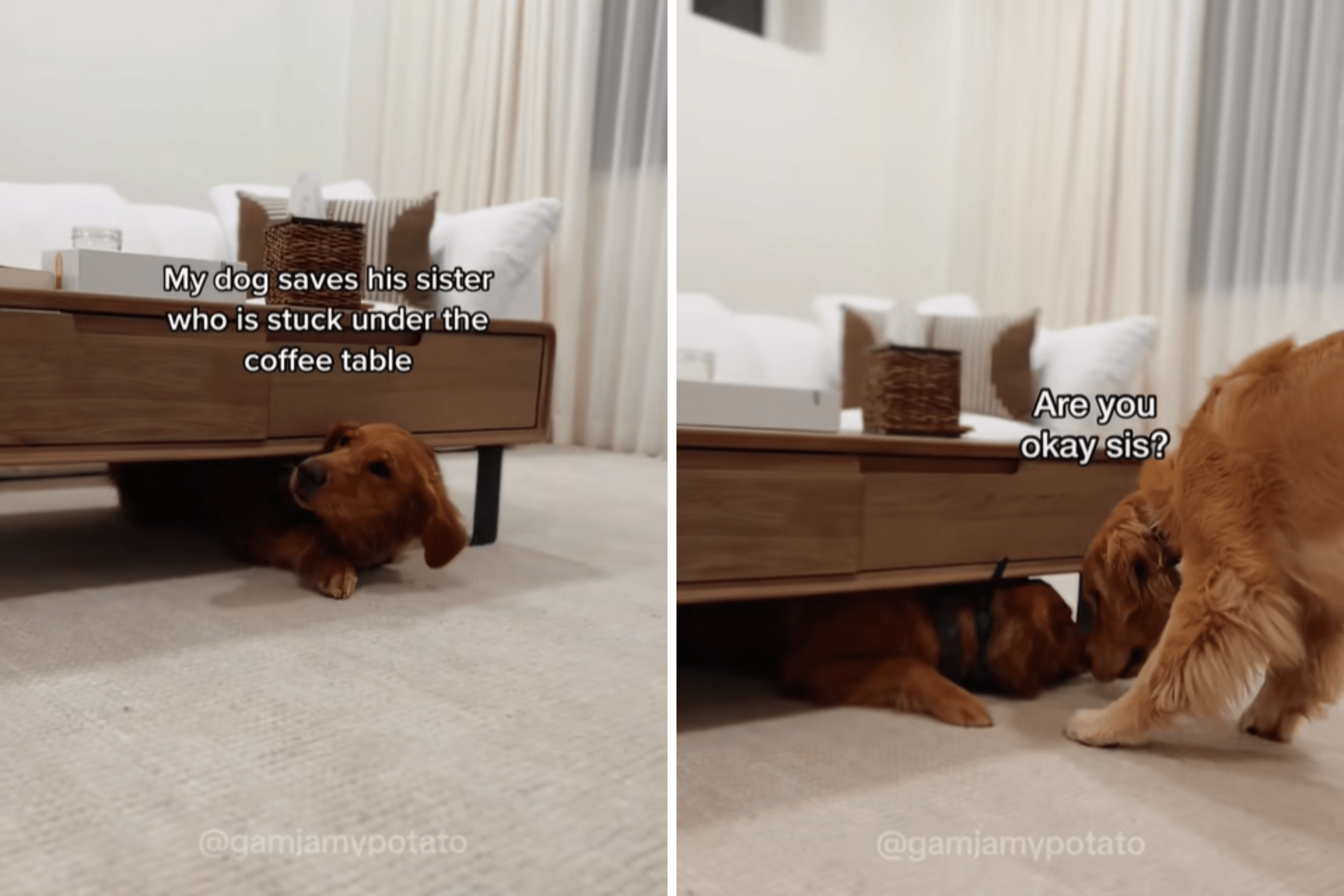 Moment Golden Retriever Realizes Sister Is in Trouble: 'I'll Never Let Go'