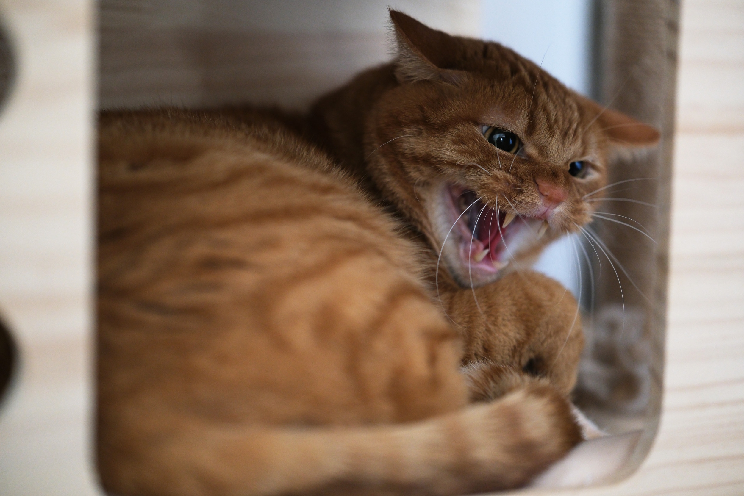 Way Cat Treats Dad When Mom Is out of Town Has Internet in Stitches: 'Jail'
