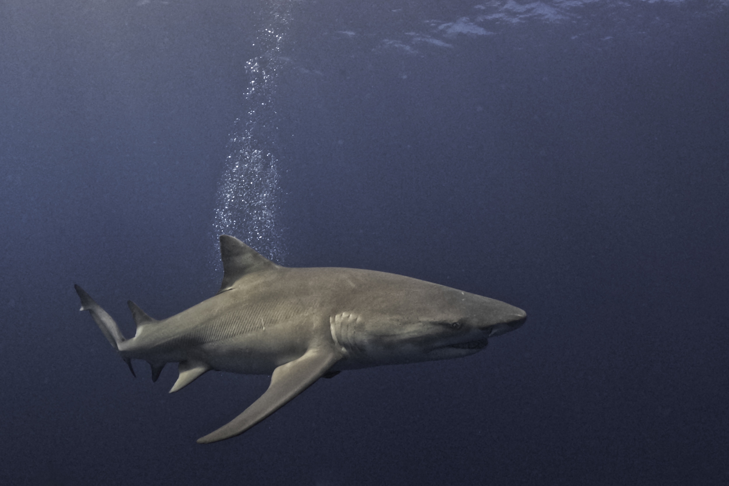 Influencers Blamed for Rise in Shark Attacks