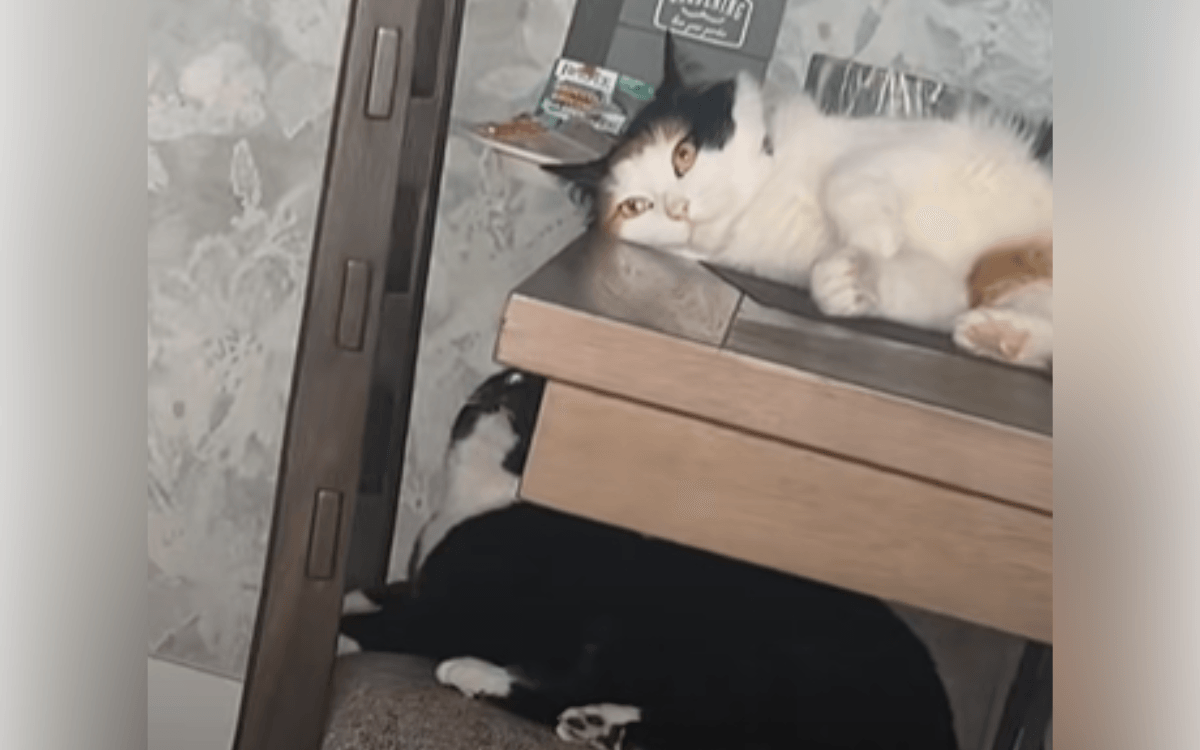 Tears at Cat Who Wants Friend 'So Badly' She's Resorted to Desperate Tactic