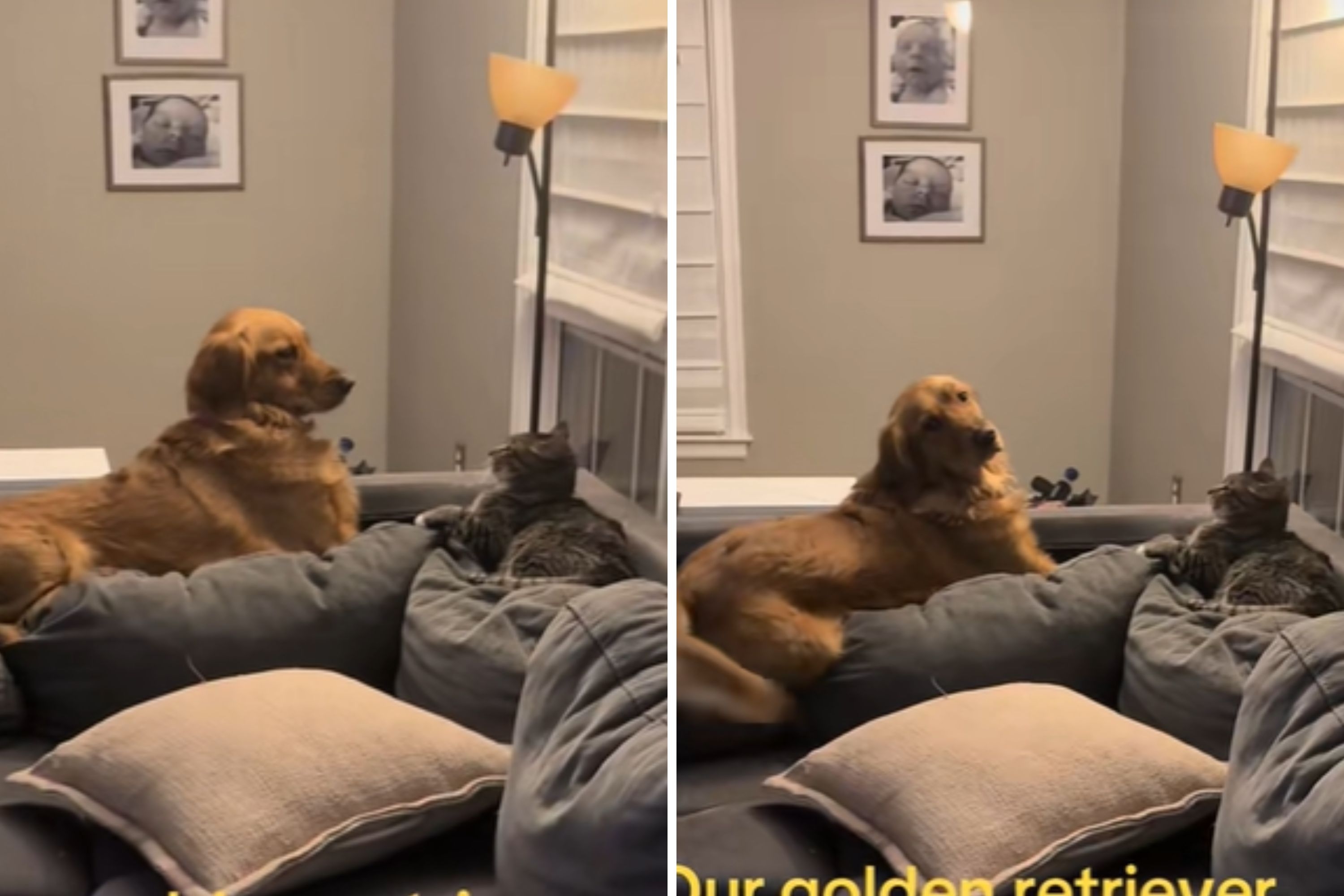 Golden Retriever Hilariously Refuses To Accept Cat 'Doesn't Love Her'