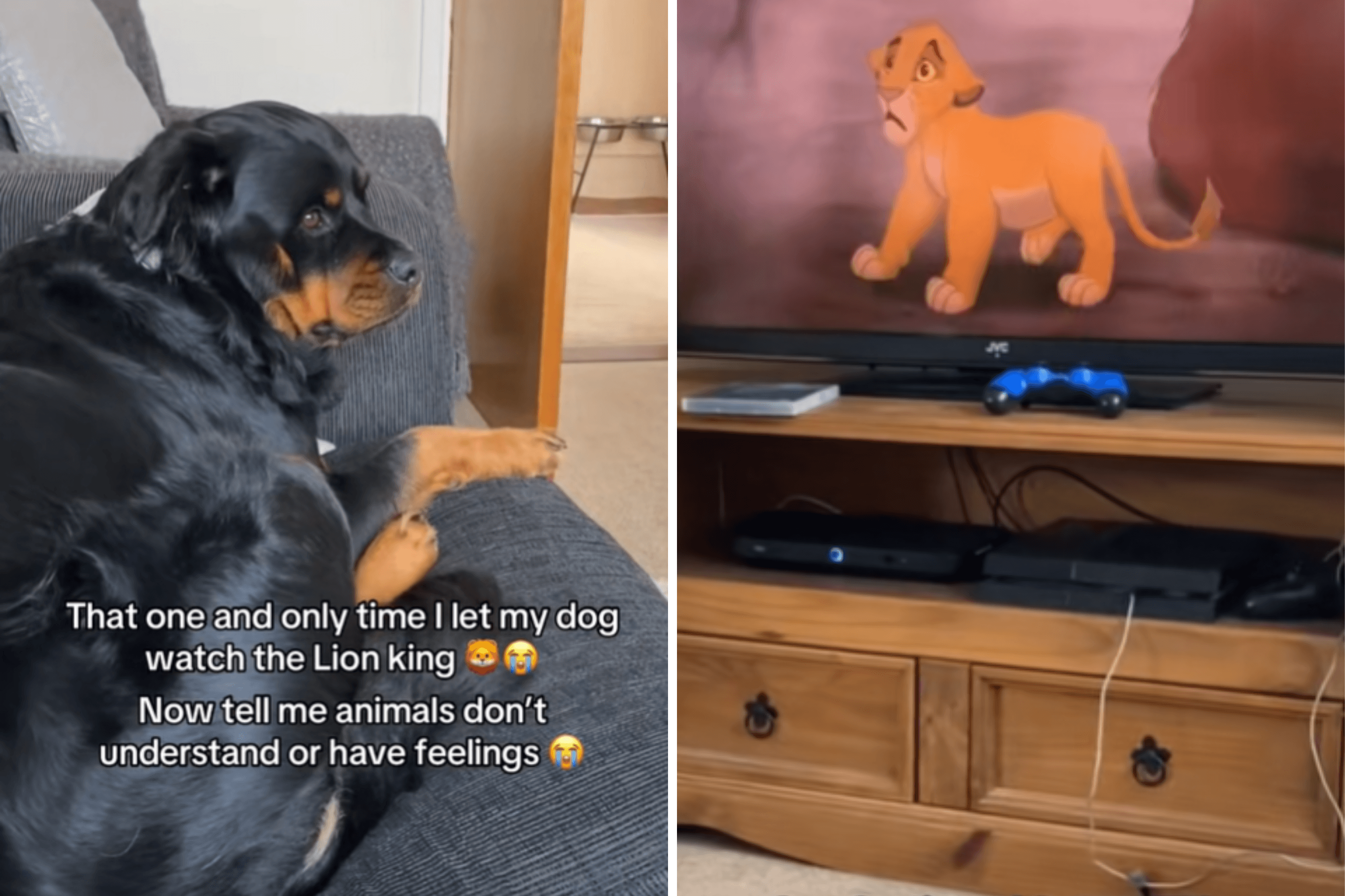 Owner Shows Dog 'The Lion King', Her Reaction to Tragic Scene Breaks Hearts