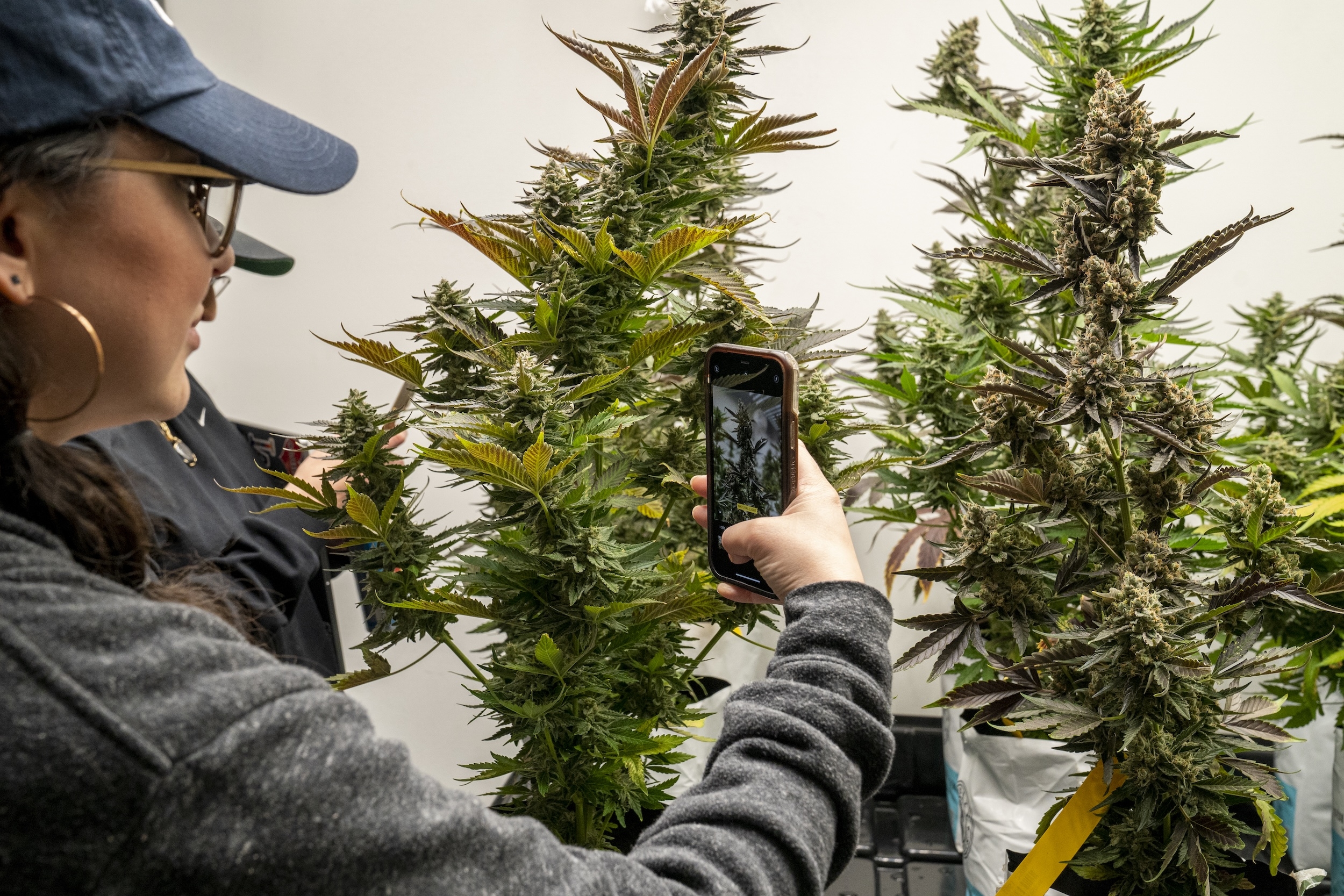 Congress, Don't Give the Marijuana Industry a Tax Cut
