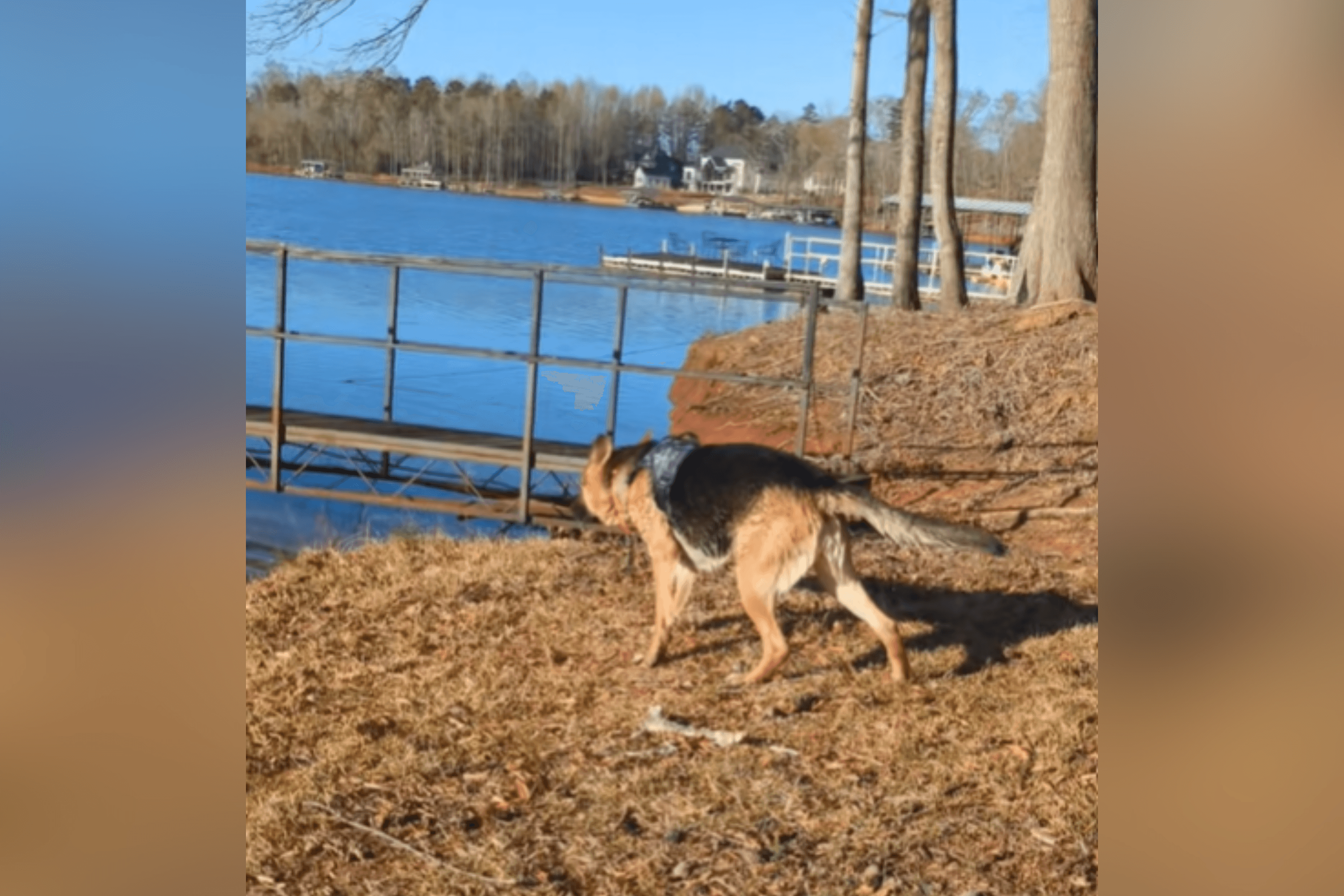 Owner Rescues German Shepherd—Has Realization When He's Taken Near Water