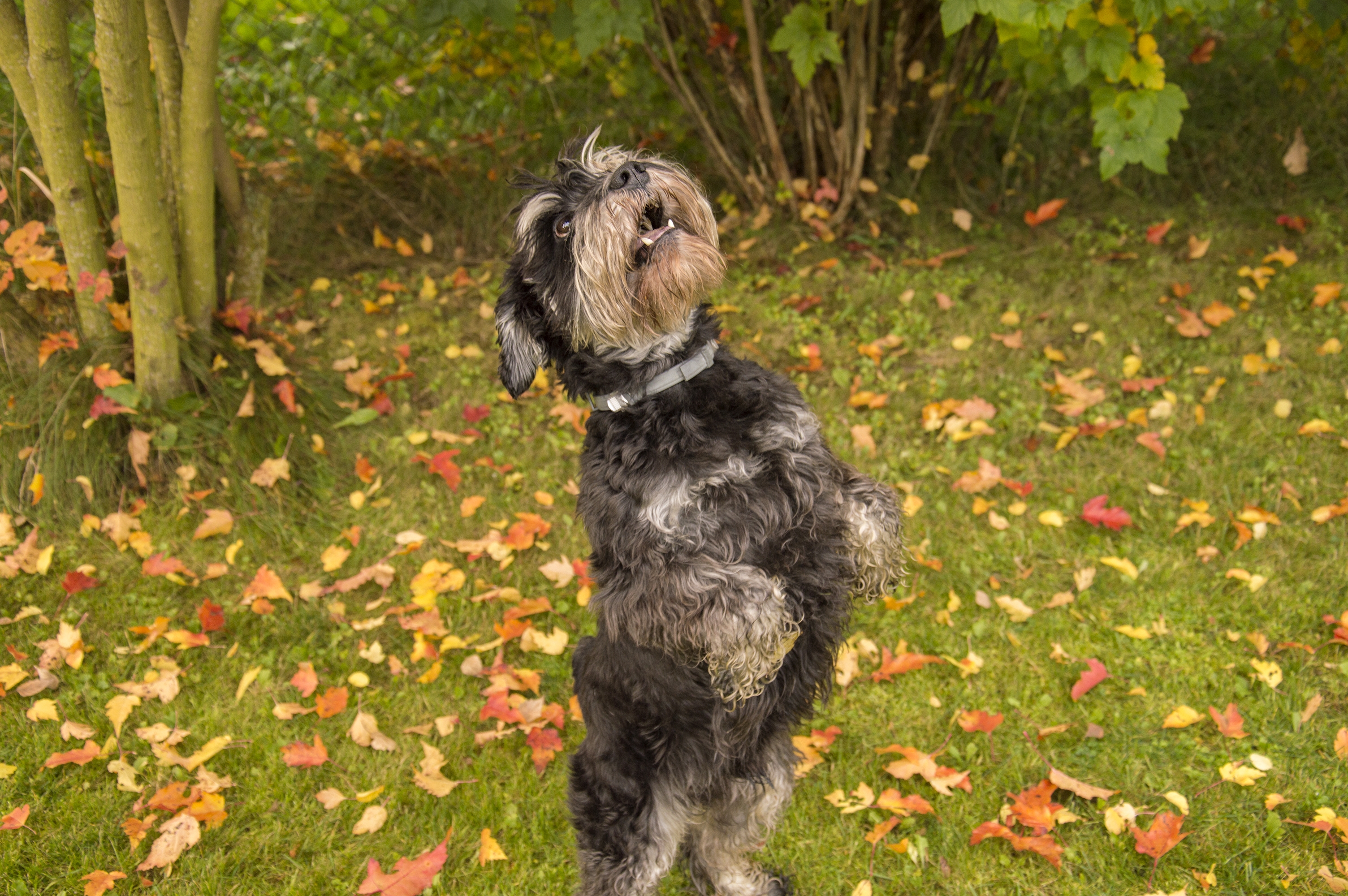 Hysterics at How Dog Greets Owner After She Gets Back From Work