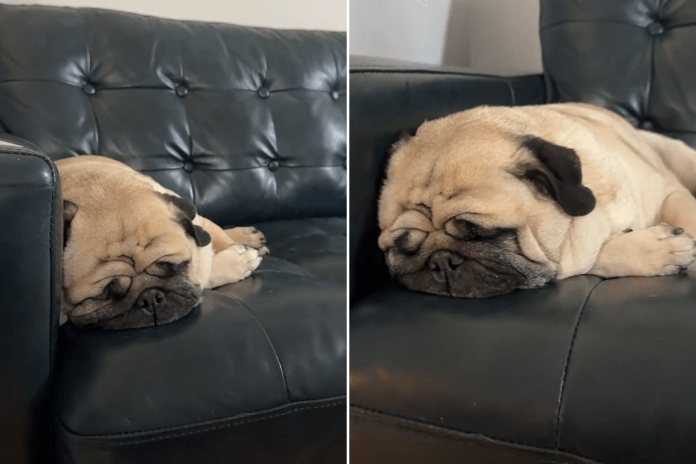 Internet Obsessed With Pug's Loud Snores When Groomer Tries To Wake Him
