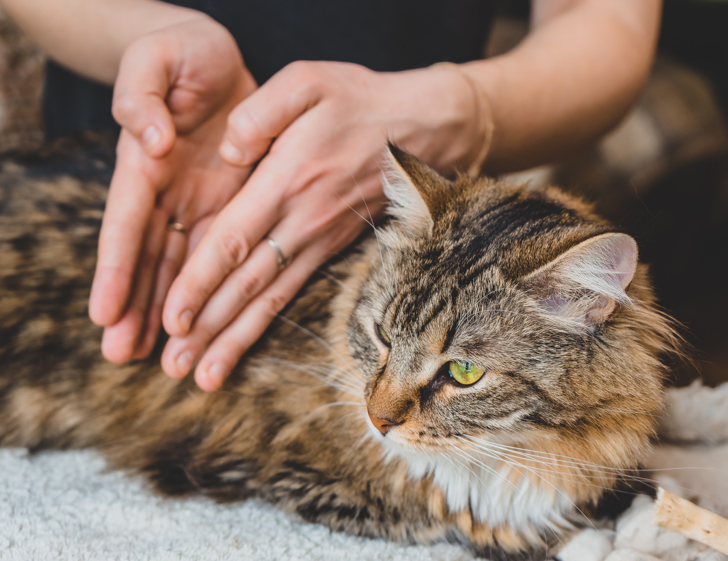 Clip of Cat Getting a Massage Delights Viewers: 'Self-Care'