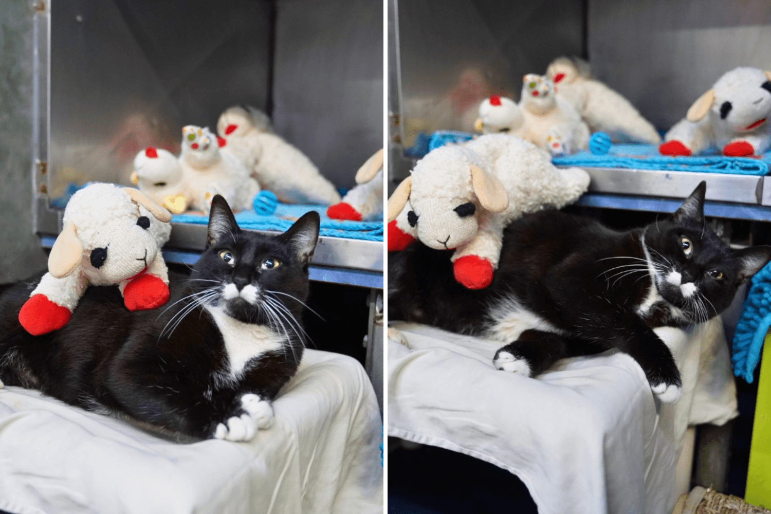 Shelter's Plea As Special Needs Cat's Obsession Threatens To Take Over
